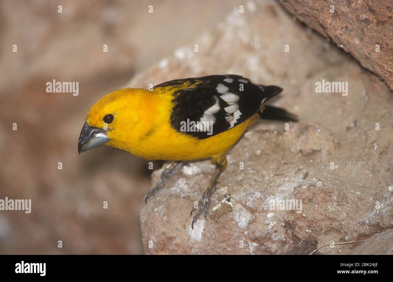 Giallo Grobeak, Pheucticus chrysopeplus, Messico Foto Stock