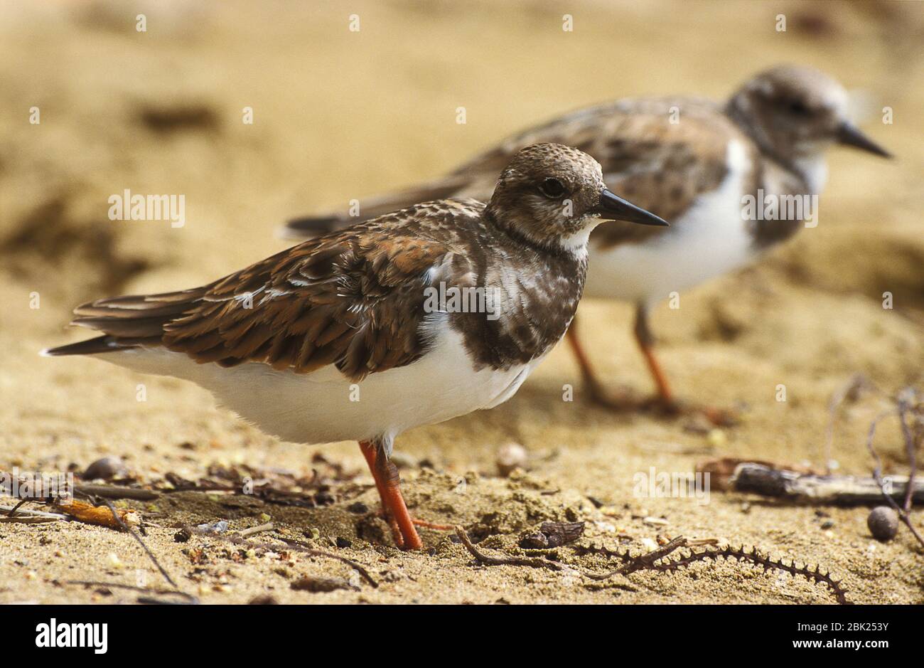 Ruddy Turnstone, Arenaria intrpres, coppia sulla spiaggia, Trinidad, Adulti in piumaggio non-riproduttore Foto Stock
