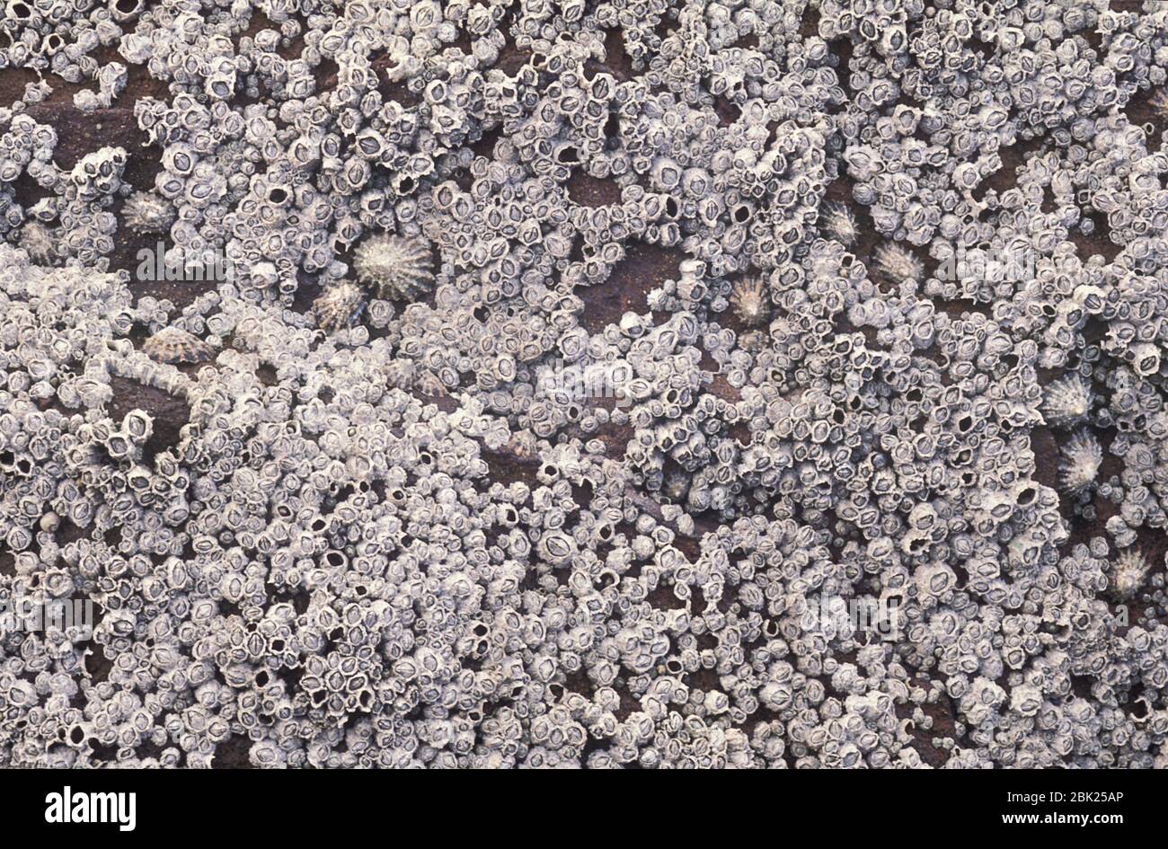 Acorn Barnacles, Semibalanus balanoides, sulle rocce sulla spiaggia, Regno Unito Foto Stock