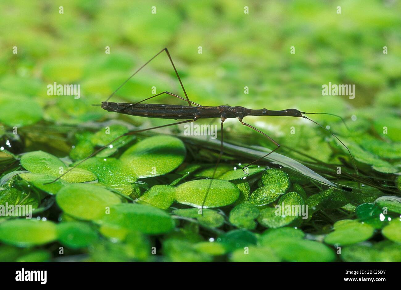 Misuratore di acqua comune, Hydrometra stagnorum, camminando sullo stagno erbacce sulla superficie, Regno Unito, predatore di piccoli insetti, utilizza le vibrazioni del sur dell'acqua Foto Stock