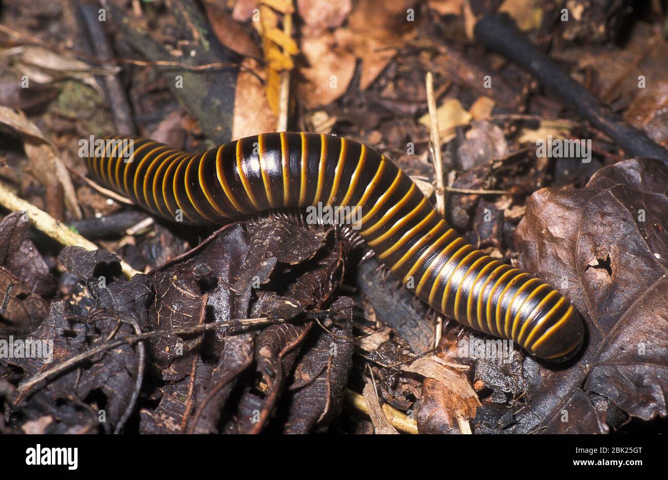 Millipede, Diplopoda, marrone e giallo, sul pavimento della foresta, Belize Foto Stock