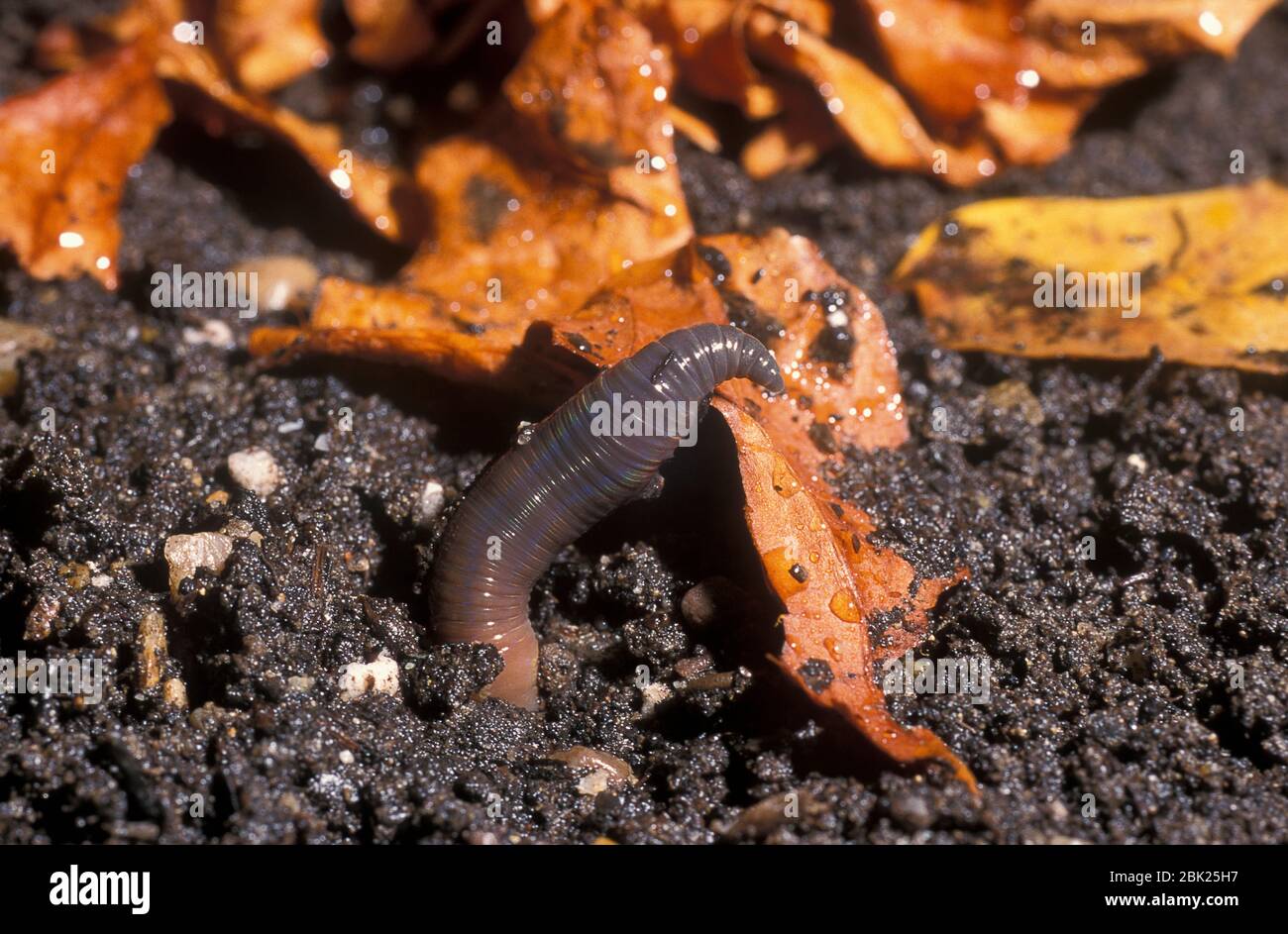 Comune di Earthworm, Lumbricus terrestris, Regno Unito, tirando foglia nel suolo Foto Stock