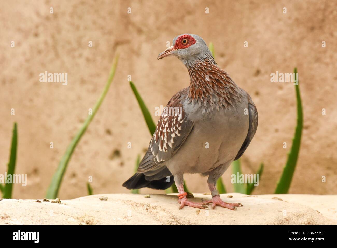 Il piccione speckled (cavia di Columba), o piccione di roccia (africano), è un piccione che è un uccello di allevamento residente in gran parte dell'Africa a sud del Sahara. Foto Stock