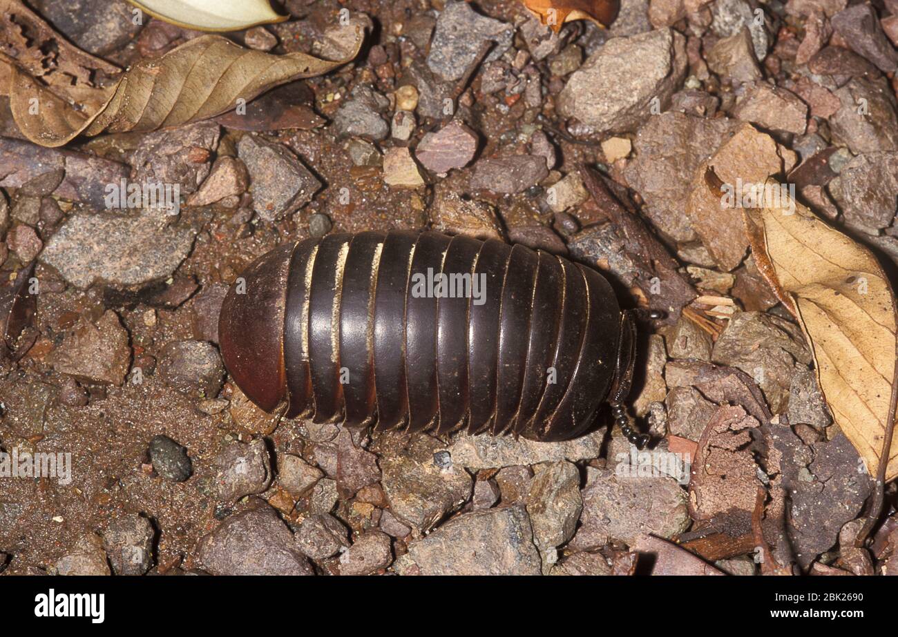 Pillola Millipede, Glomeridae sp, sul pavimento della foresta pluviale, Sabah, Borneo Foto Stock
