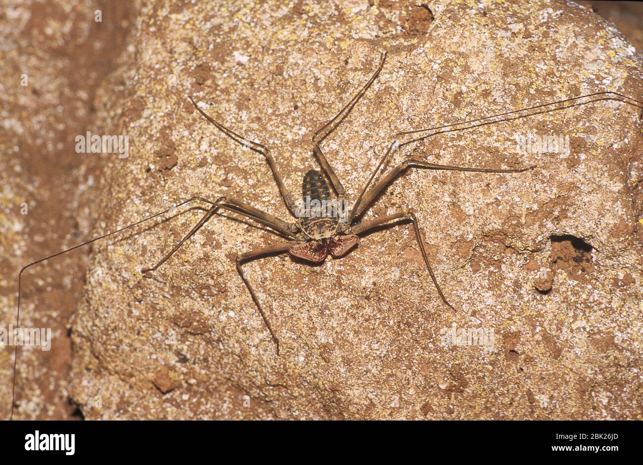 Dusky mano di coda Scorpion, raptator Paraphrynus, Belize, Foto Stock