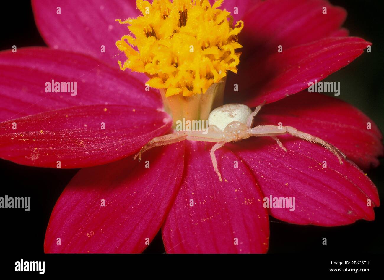 Fiore granchio Spider, Misumena vatia, Belize, in attesa di fiore a rimbalzare sulla preda Foto Stock