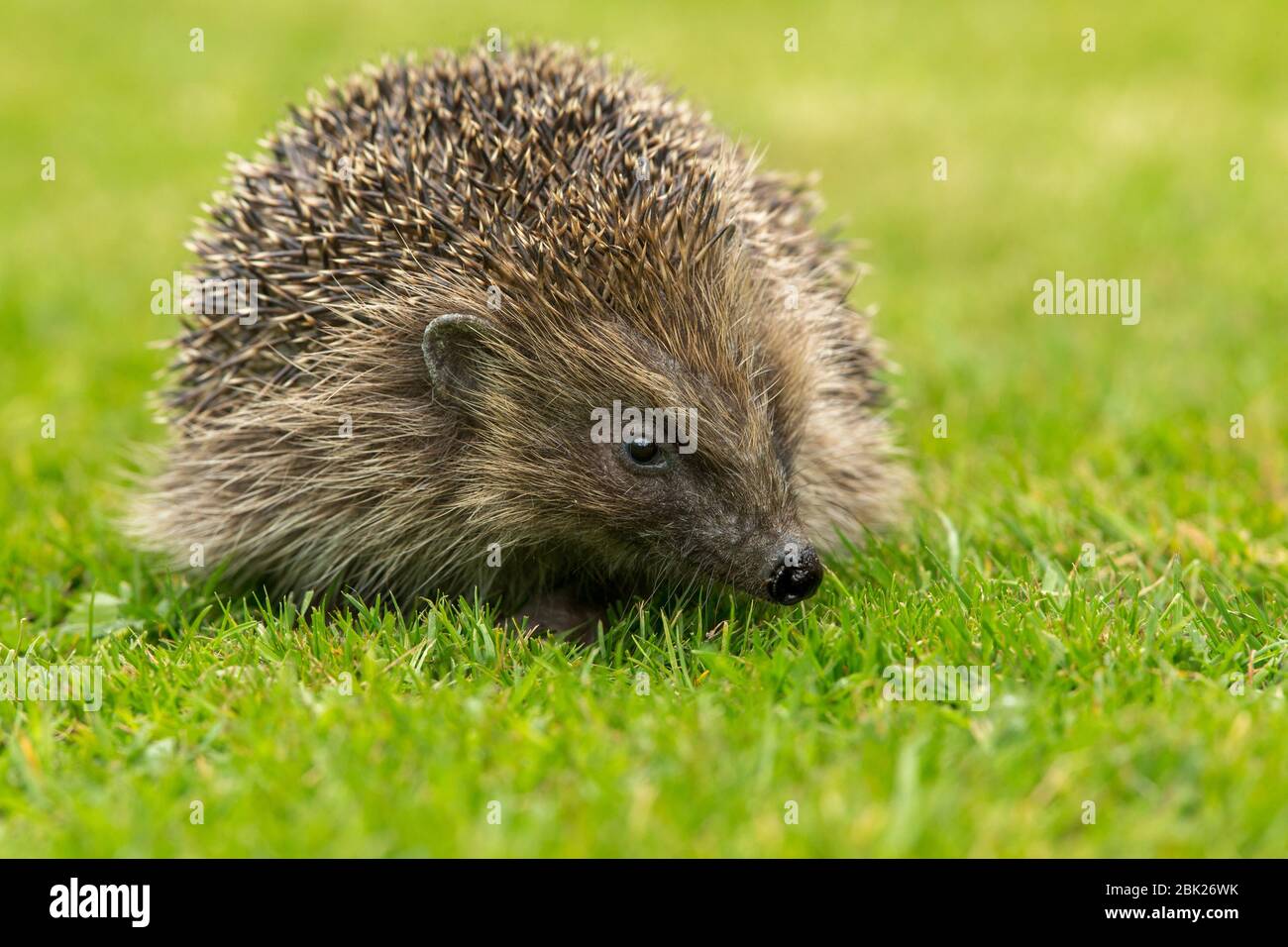 Hedgehog (nome scientifico: Erinaceus Europaeus) primo piano di un hedgehog selvaggio, nativo, europeo, di fronte a destra in habitat naturale giardino. Orizzontale. Foto Stock