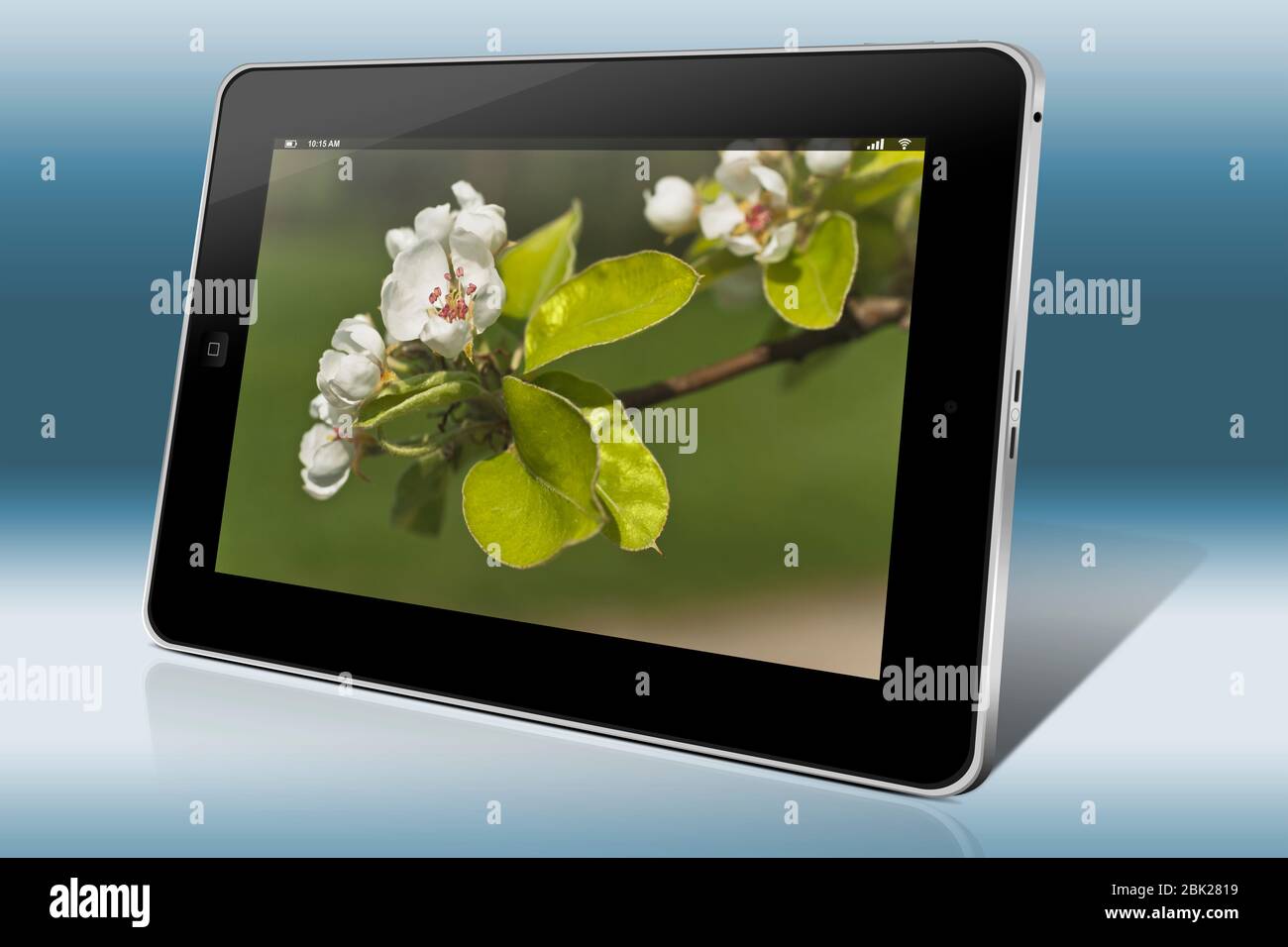 Vista dettagliata dei fiori di Apple Foto Stock
