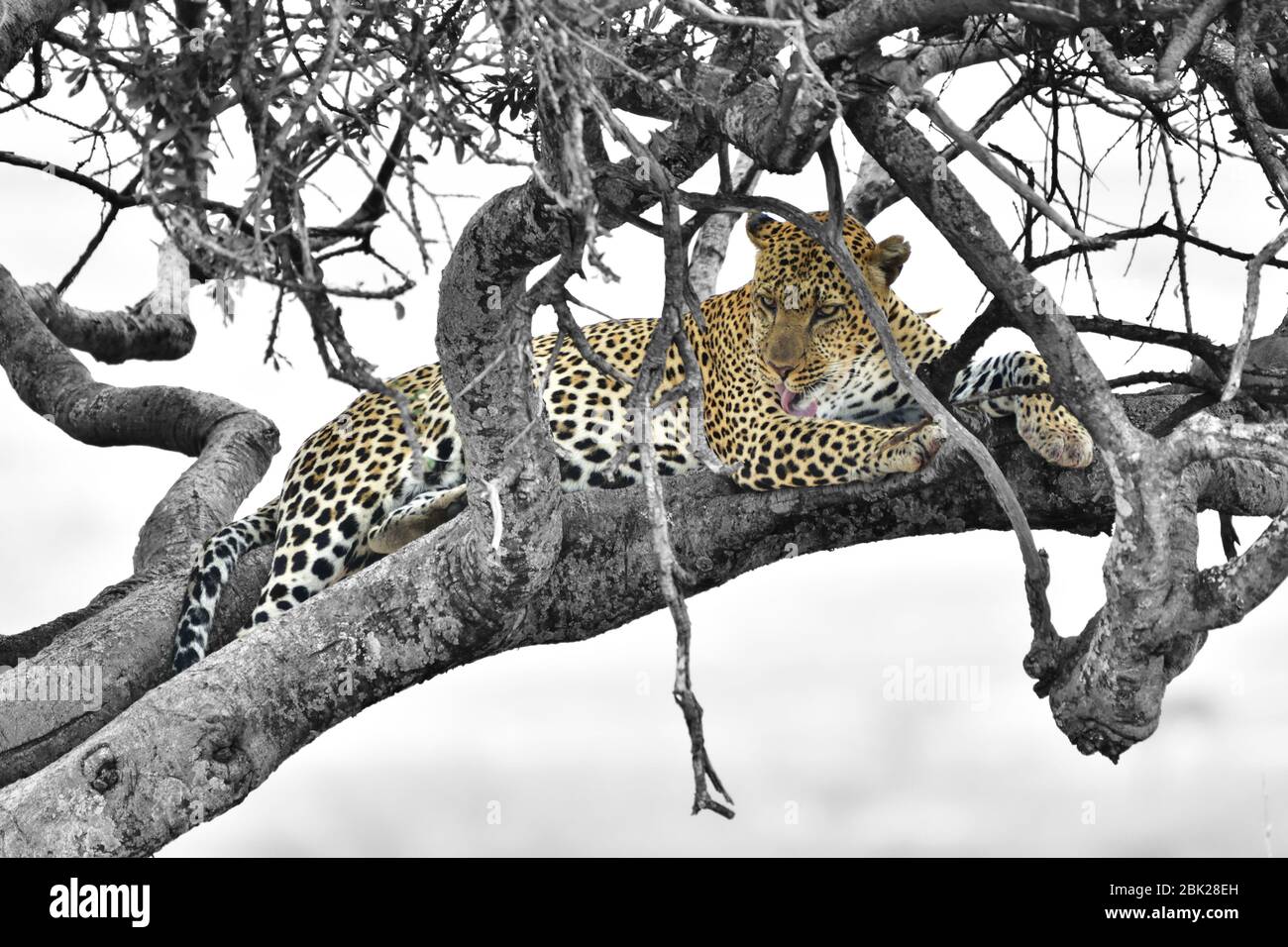 Leopardo predicando in un albero dopo una festa, sfondo in bianco e nero. Foto di grande impatto Foto Stock