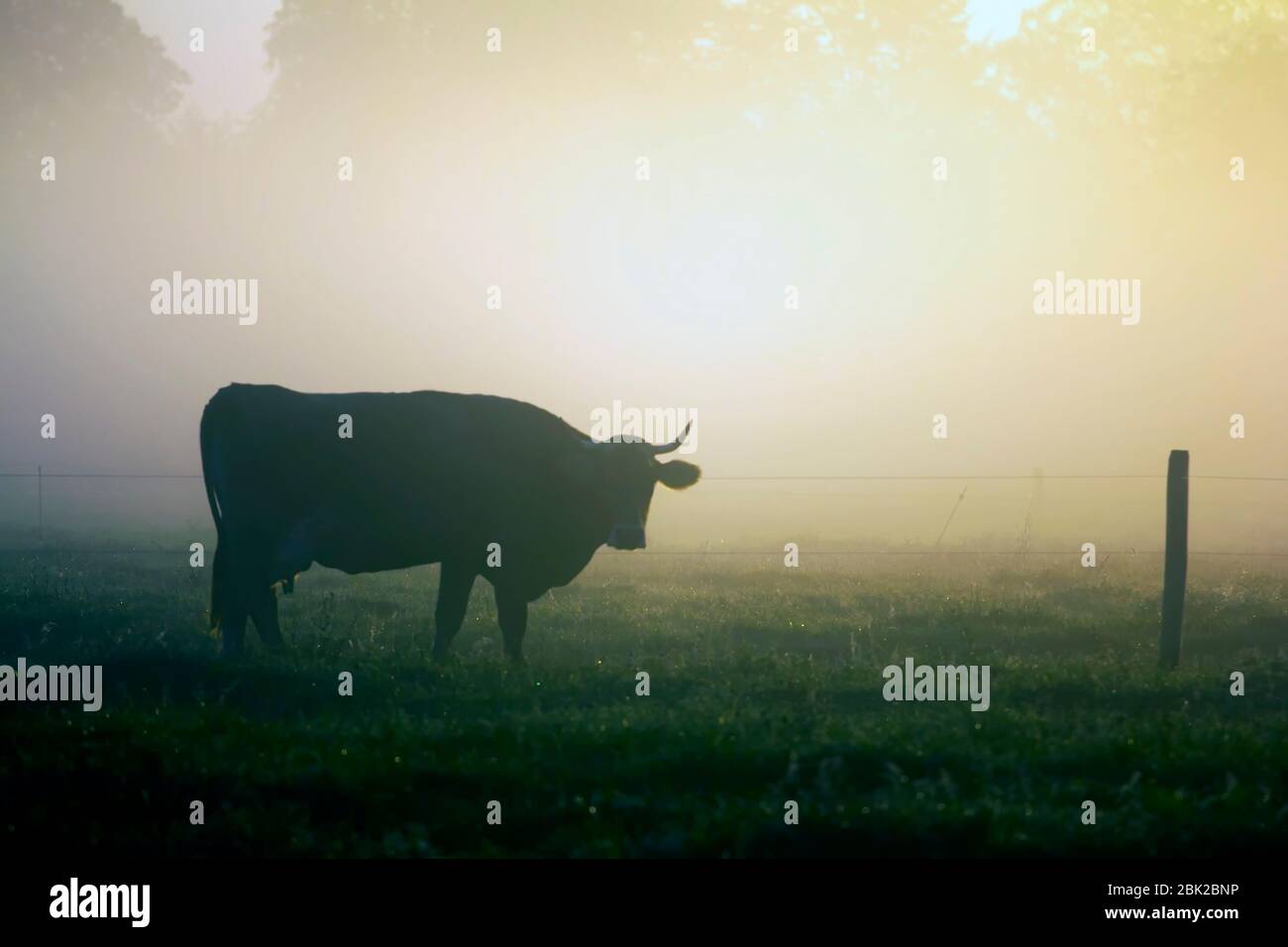 Terreno agricolo. Mucca sul campo alla luce del sole del mattino. Foto Stock