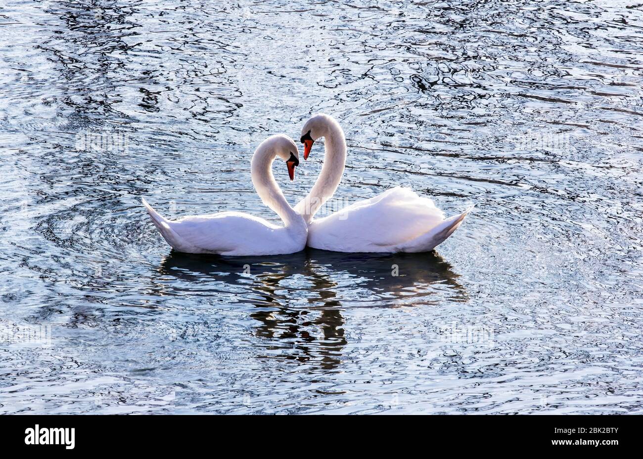 Bella coppia cigno nel fiume a forma di cuore. Foto Stock