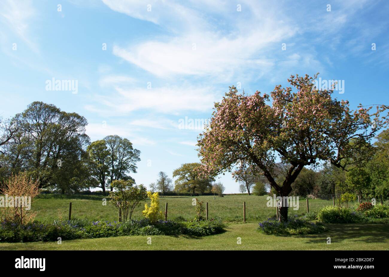Apple Blossom View in un giardino di campagna con Apple Winston Foto Stock