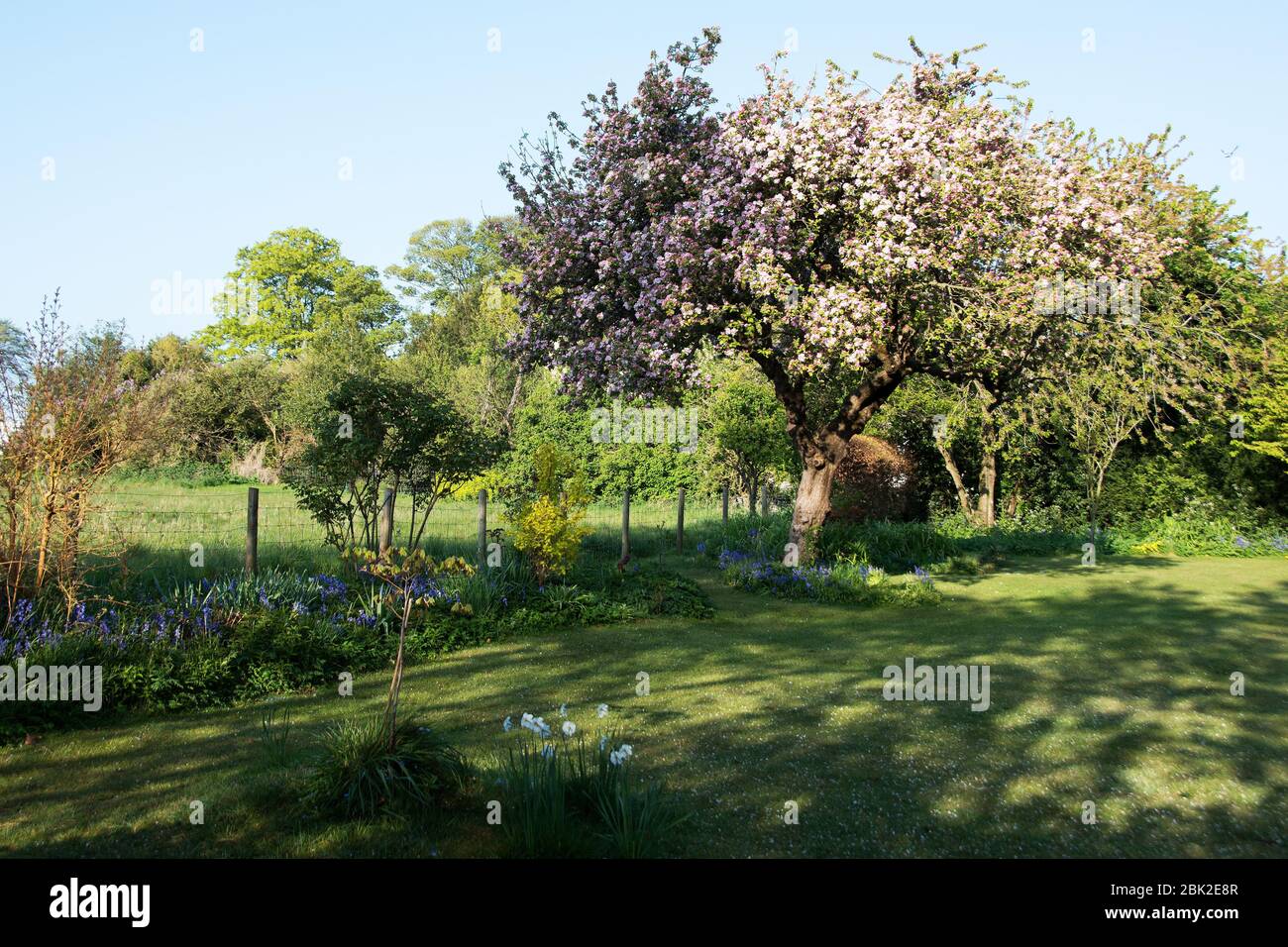 Un veterano Apple 'Winston' in un giardino Lincolnshire Foto Stock