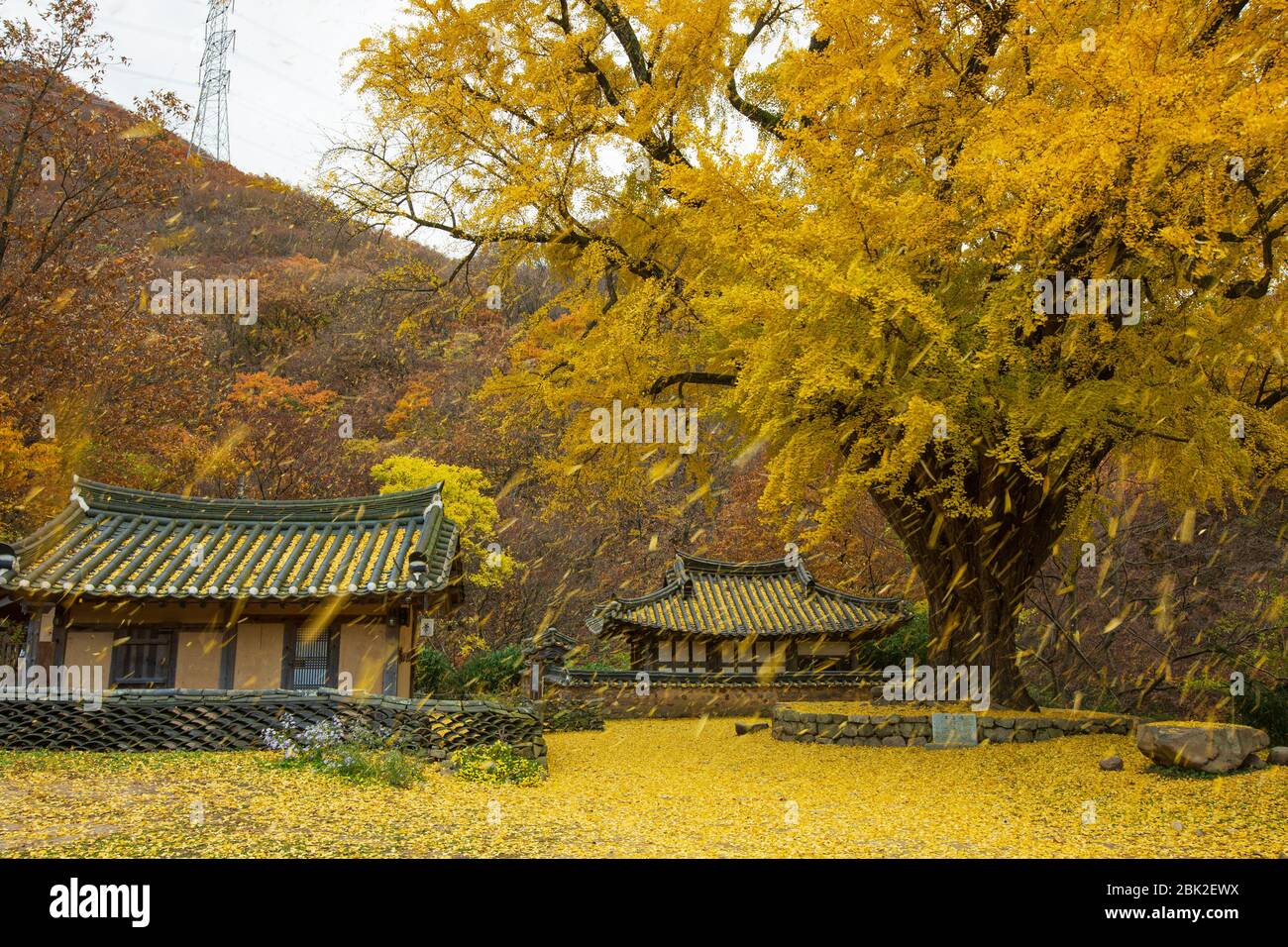 Bellissimo paesaggio con un grande ginkgo e tradizionale casa con tetto in piastrelle coreane in autunno, lunga esposizione, Ungok Seowon, Gyeongju, Corea Foto Stock