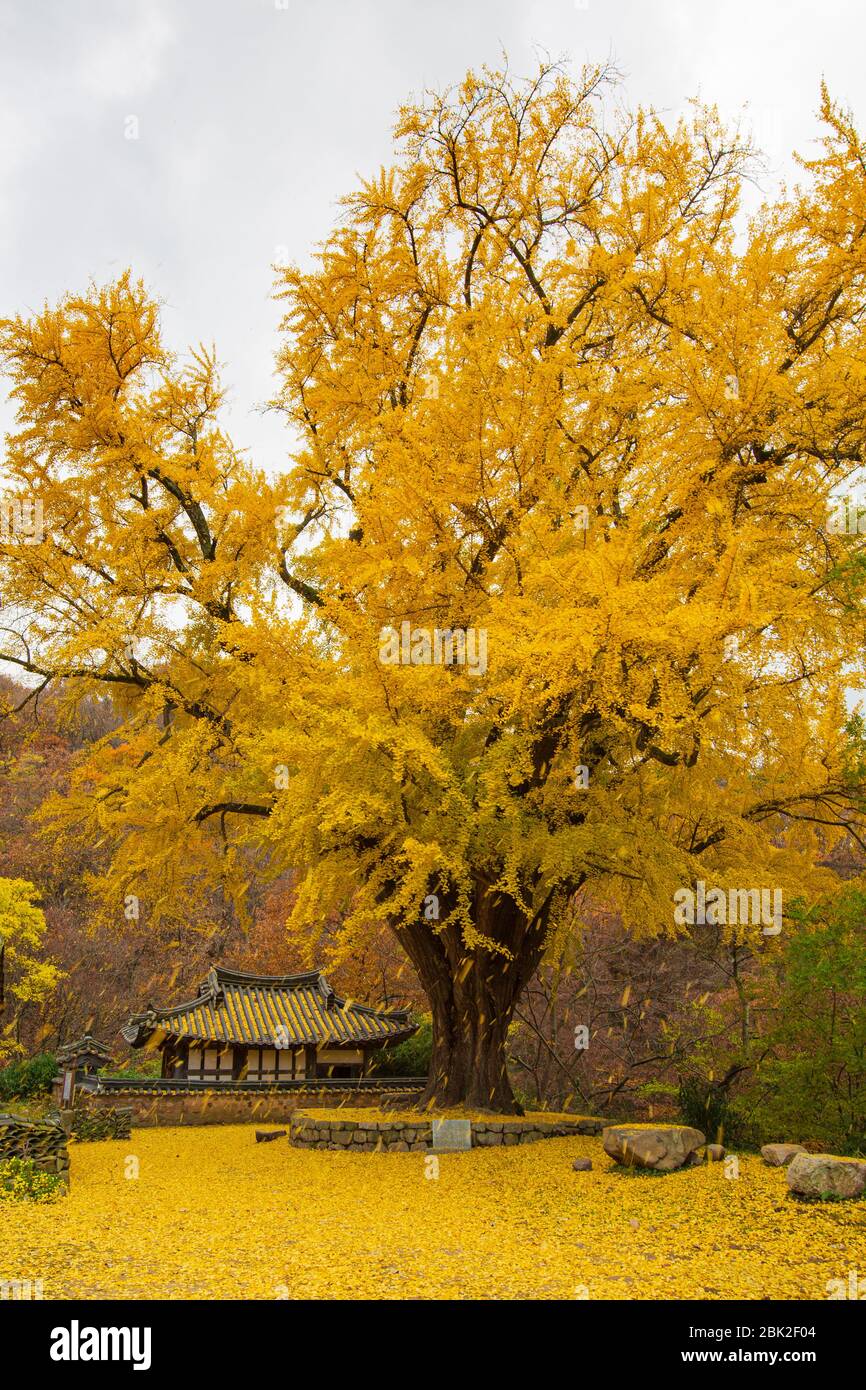 Bellissimo paesaggio con un grande ginkgo e tradizionale casa con tetto in piastrelle coreane in autunno, lunga esposizione, Ungok Seowon, Gyeongju, Corea Foto Stock