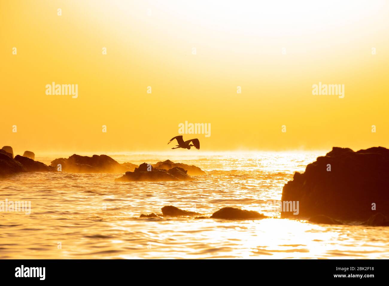 Bellissimo scenario mattutino con rocce e uccelli volanti sul mare, Pohang, Corea Foto Stock