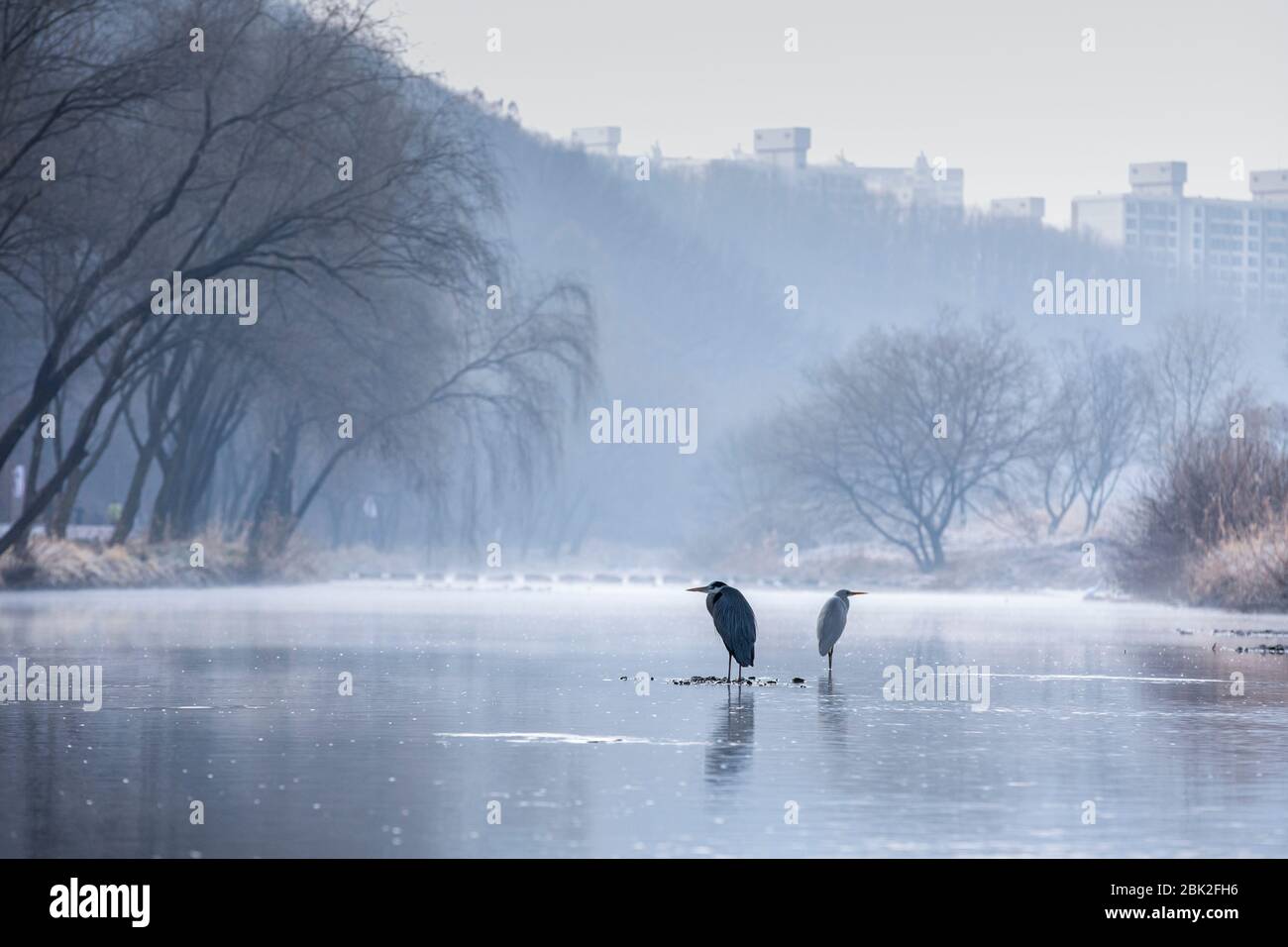 misty mattina paesaggio con un paio di airone grigio nel fiume Tancheon, Seongnam, Corea, 26 gennaio 2020 Foto Stock