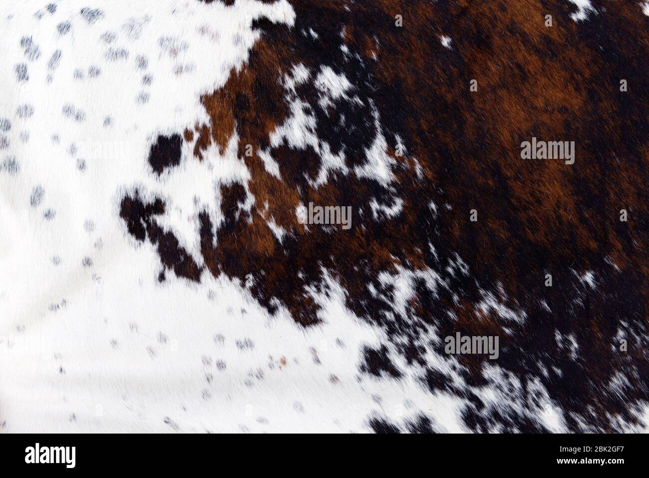 struttura della pelle di mucca bianca e marrone con cornice piena Foto Stock