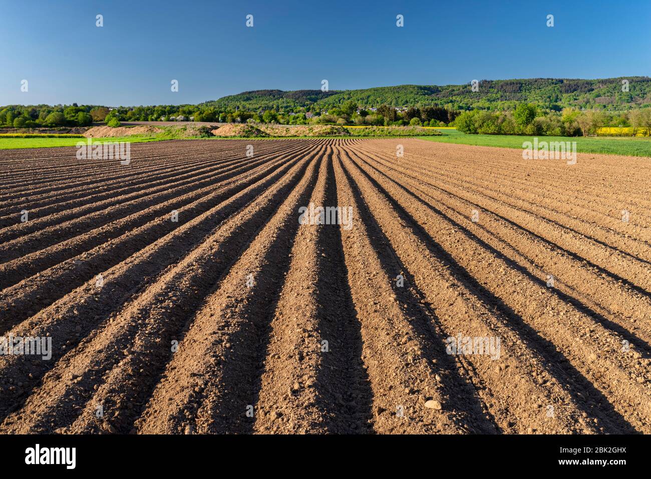 Terreno arato per piantare patate, righe di terreno visibili e ombre taglienti del sole. Foto Stock