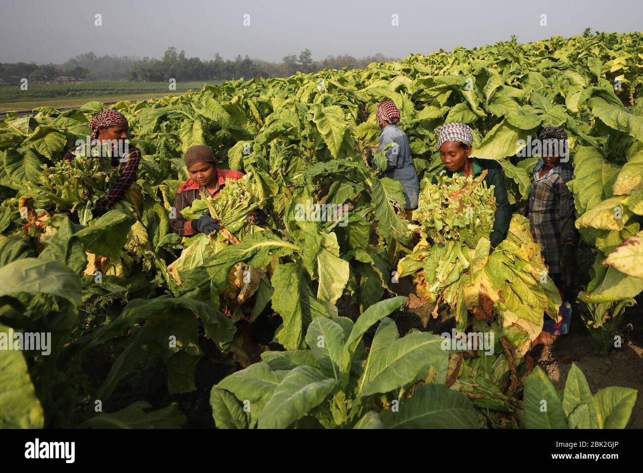 Le donne che raccolgono le foglie di tabacco per la trasformazione, guadagnano meno di 4 dollari al giorno a Bandarban, Bangladesh, il 2 marzo 2020. Un totale di 2154 ettari di terreno utilizzato per la tabacchicoltura nella zona collinare del Bangladesh nella stagione 2020. La raccolta del tabacco è in aumento giorno per giorno in tutto il paese. Foto Stock