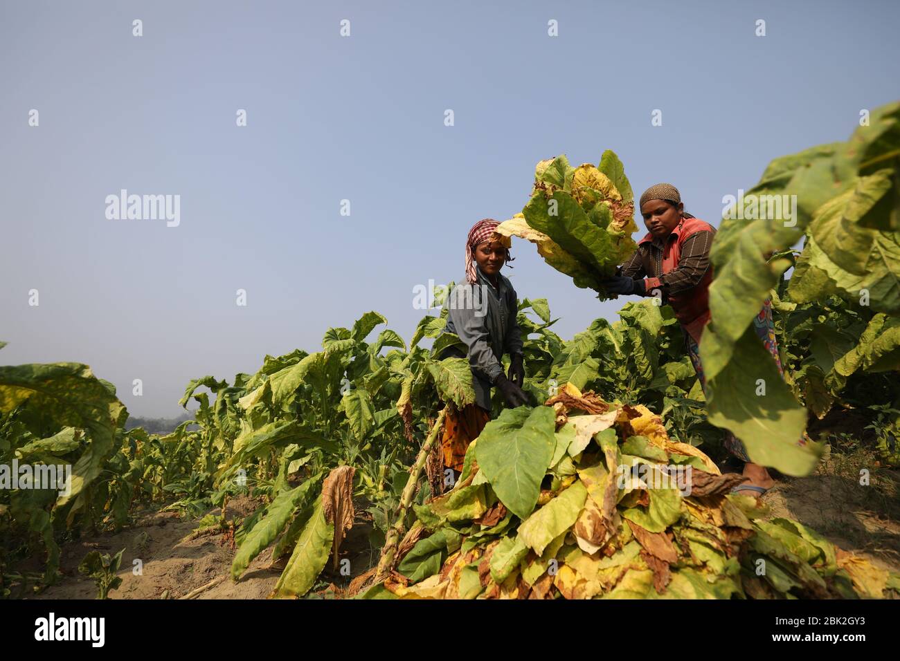 Le donne trasportano foglie di tabacco per la trasformazione, poiché guadagnano meno di 4 dollari al giorno a Bandarban, Bangladesh, il 2 marzo 2020. Un totale di 2154 ettari di terreno utilizzato per la tabacchicoltura nella zona collinare del Bangladesh nella stagione 2020. La raccolta del tabacco è in aumento giorno per giorno in tutto il paese. Foto Stock