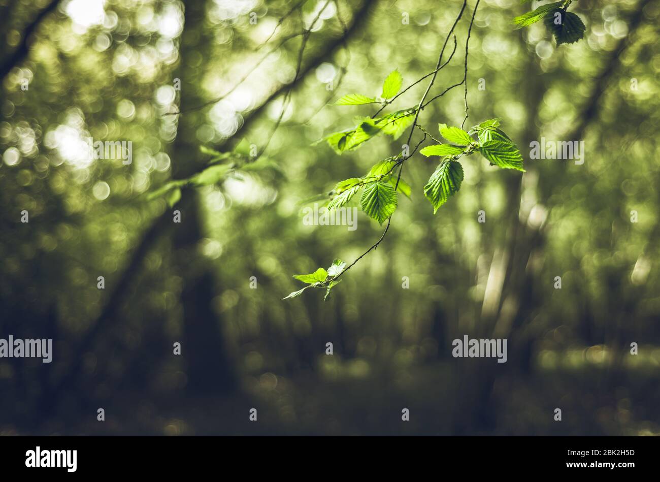 Foglie in una foresta su uno sfondo bokeh scuro, spazio per la copia Foto Stock Foglie in una foresta su uno sfondo bokeh scuro, spazio per la copia Foto Stock