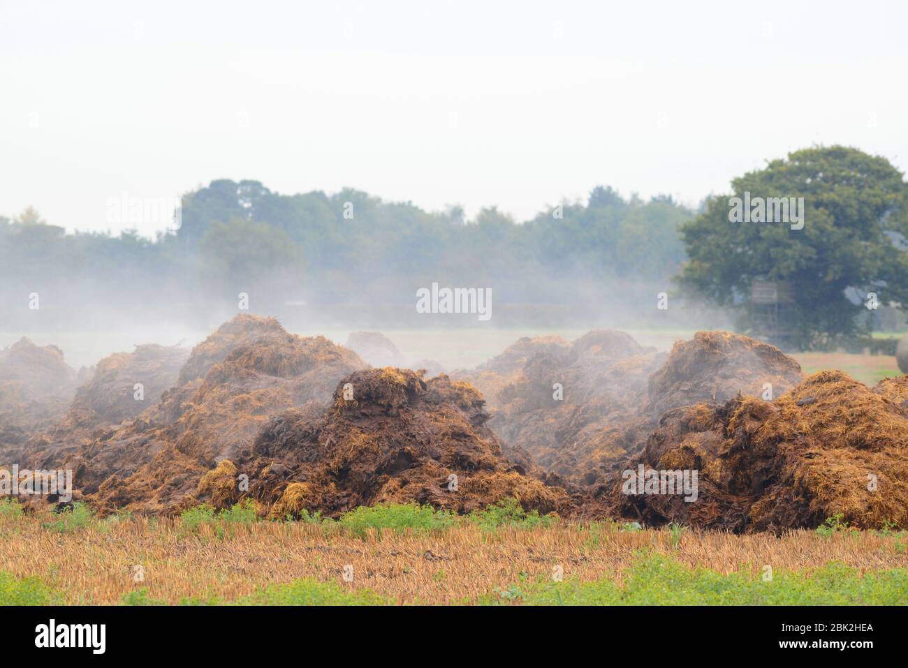mucchio gigante di concime fumante nel campo agricolo york yorkshire uk Foto Stock