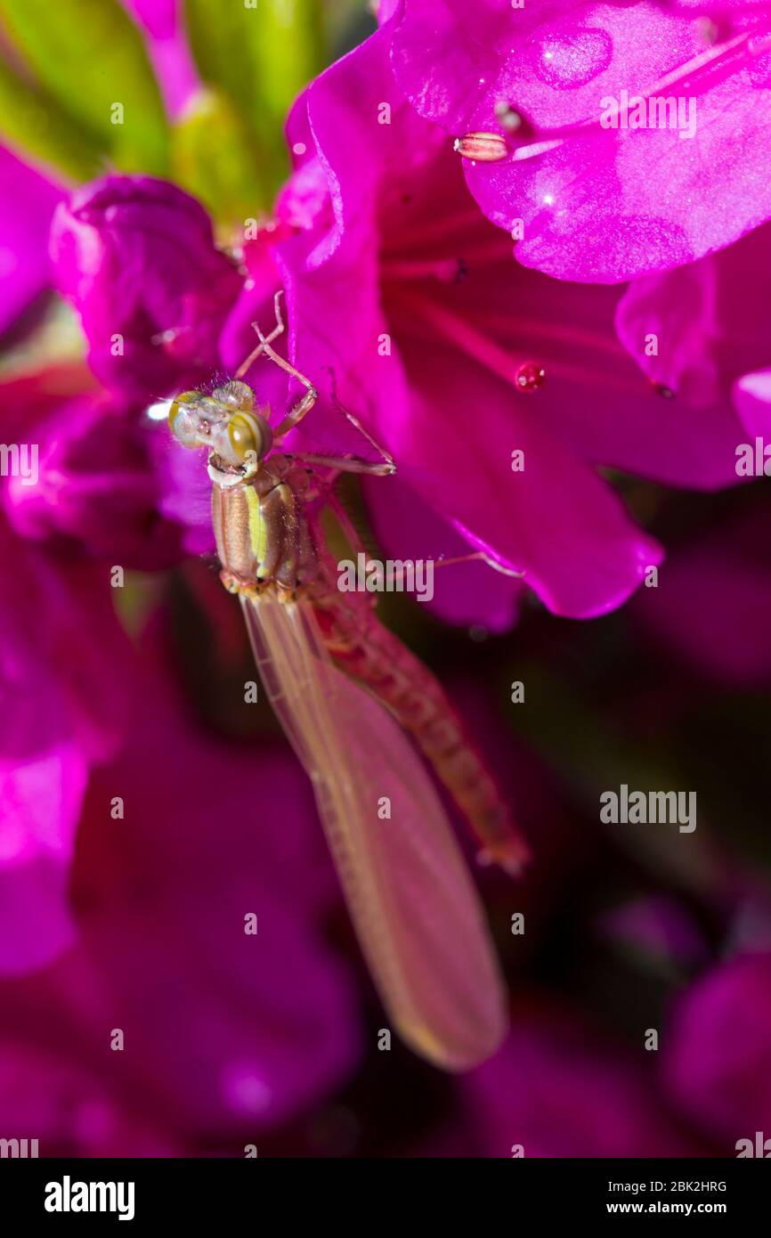 Bournemouth, Dorset Regno Unito. 1° maggio 2020. Tempo nel Regno Unito: Recentemente emerse Southern Hawker Dragonfly, aeshna cyanea, si riscalda al sole del mattino su fiori di azalea rosa in giardino a Bournemouth. Credit: Carolyn Jenkins/Alamy Live News Foto Stock