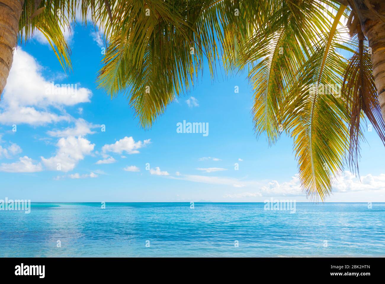 Idilliaco paesaggio tropicale, acqua turchese, cielo blu e noci di cocco, Saint Anne, Guadalupa, Antille francesi Foto Stock