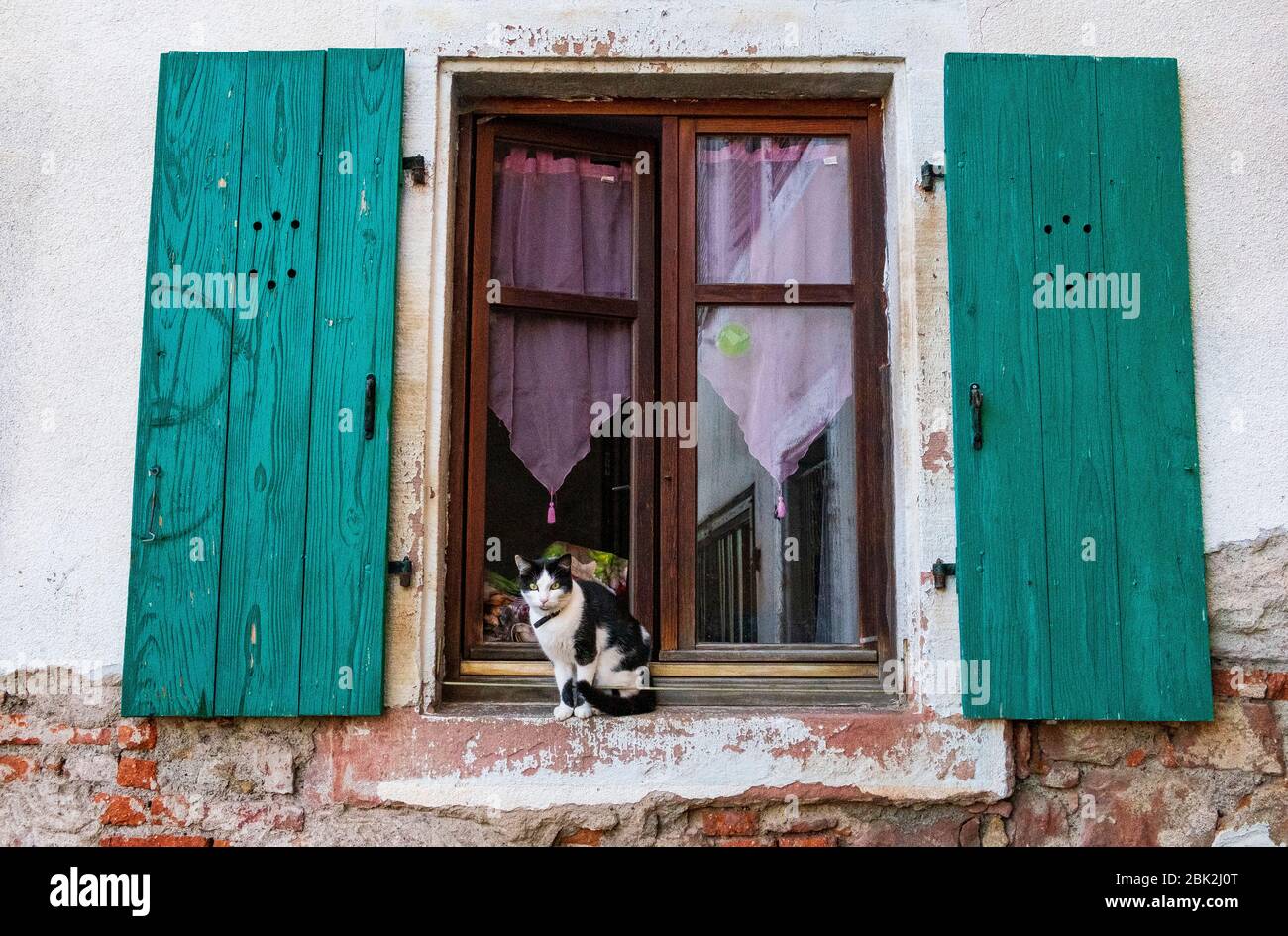 gatto alla finestra Foto Stock