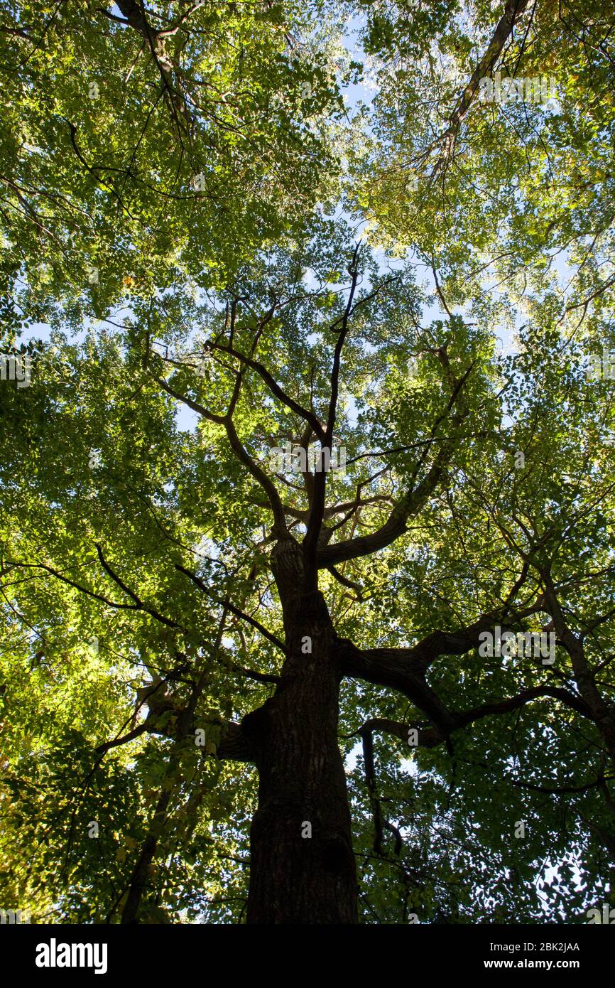 Querce (Quercus) e acero (Acer) si raggiungono verso il cielo, con foglie verdi, illuminate dalla luce del sole, nella Hammond Hill state Forest, Dryden, NY, USA Foto Stock