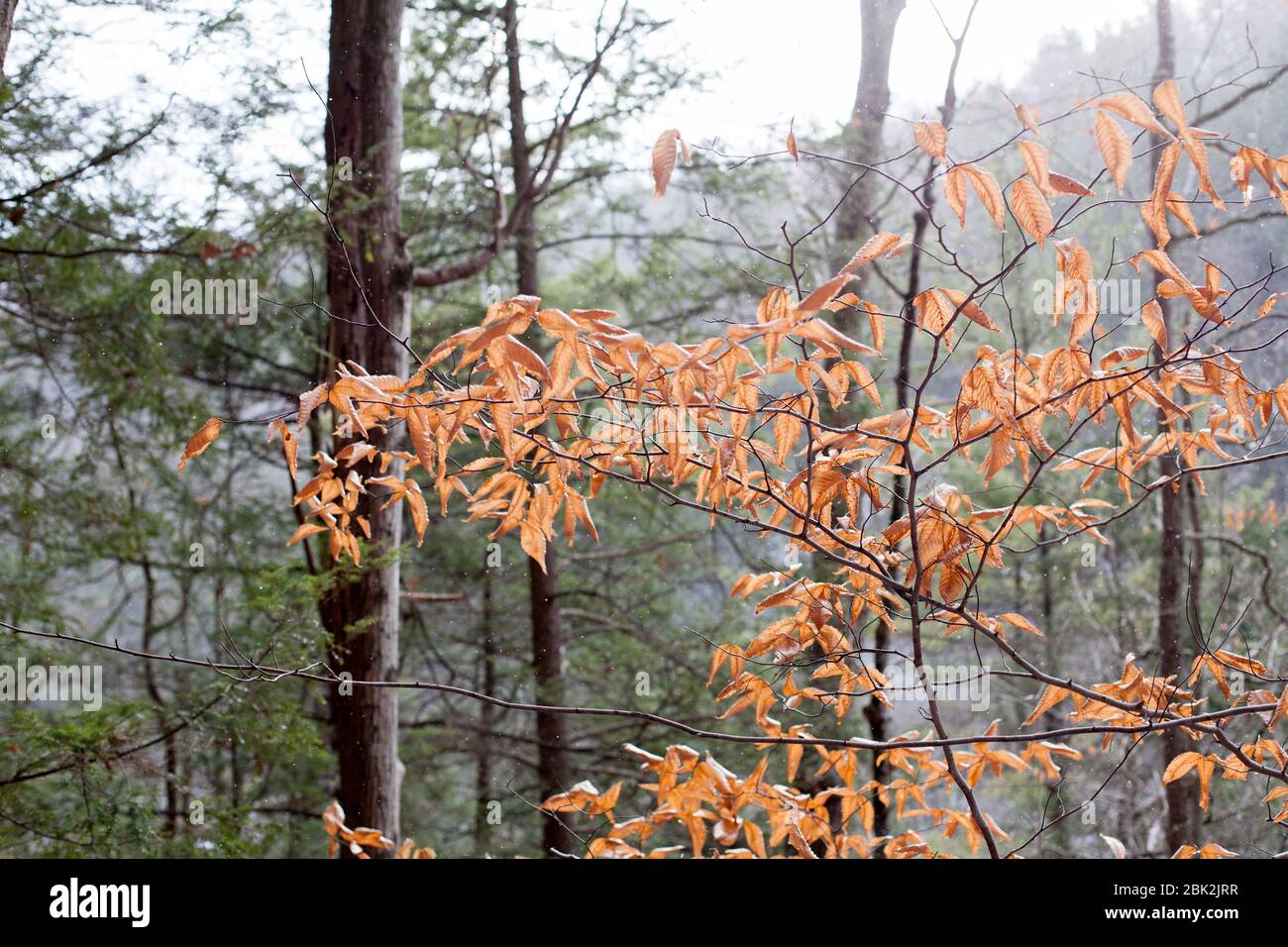 Foglie secche di un faggeto americano (Fagus grandifolia) in una foresta in una giornata invernale con fioriere di neve nella regione di New York, Ithaca, NY, USA Foto Stock