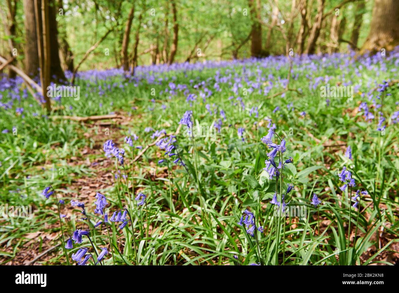 Bluebells in tarda primavera a Brampton Woods, Kettering, Northamptonshire Foto Stock