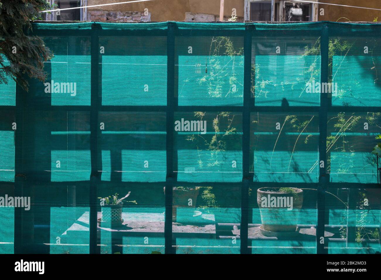 Recinto in tessuto di nylon in rete verde, illuminato durante una giornata di sole primaverile. Silhouette di piante nei vasi dietro. Muro di una vecchia casa sullo sfondo. Foto Stock