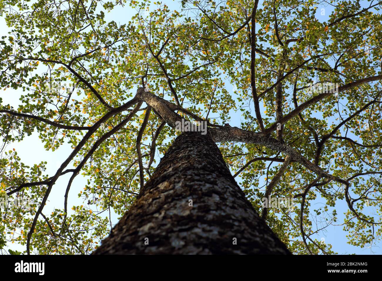 Vista incredibile dal fondo del vecchio albero a ho Chi Minh città, Vietnam, grande e alto tronco di albero con foglia e ramo fino al cielo fare impressione forma Foto Stock