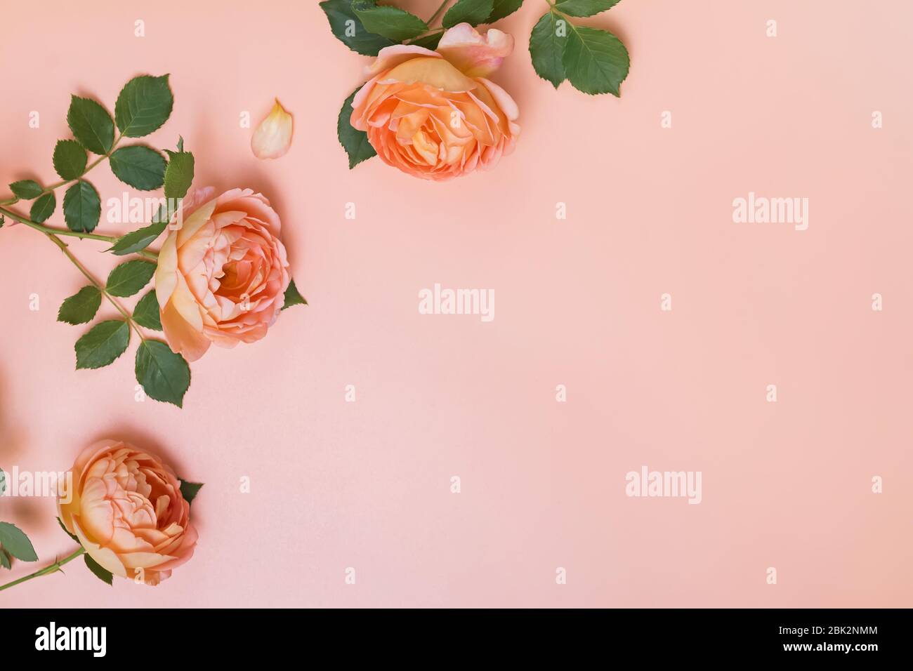 Composizione creativa con rose fresche di colore arancione del tè e posto per il testo Foto Stock