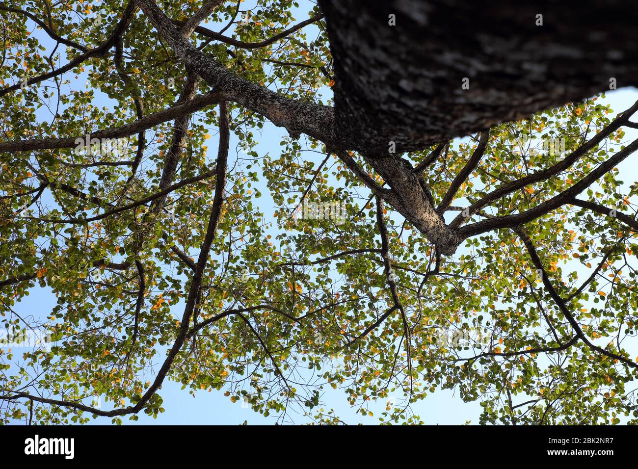 Vista incredibile dal fondo del vecchio albero a ho Chi Minh città, Vietnam, grande e alto tronco di albero con foglia e ramo fino al cielo fare impressione forma Foto Stock