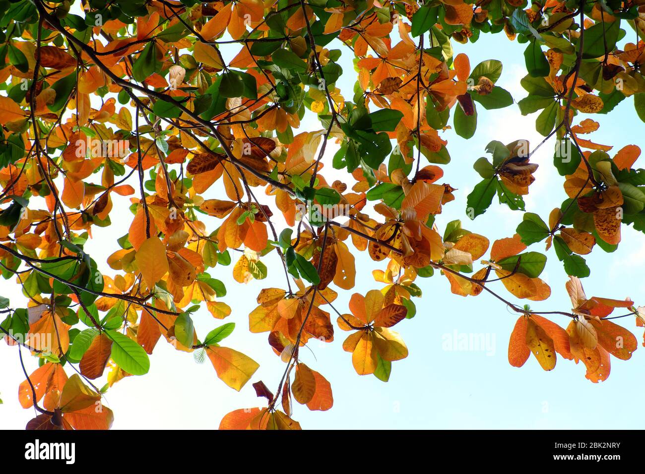 Vista dal basso ramo di Terminalia catappa con il cambio di foglia rossa da inverno, bella natura stagionale di giorno a ho chi Minh città, Vietnam Foto Stock