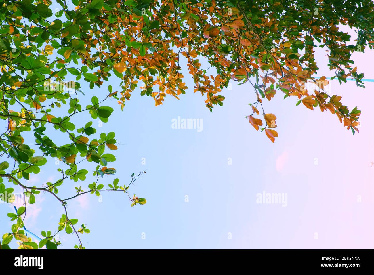 Vista dal basso ramo di Terminalia catappa con il cambio di foglia rossa da inverno, bella natura stagionale di giorno a ho chi Minh città, Vietnam Foto Stock