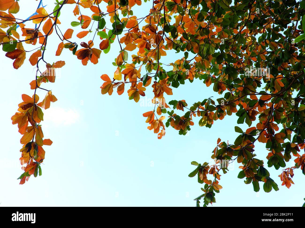 Vista dal basso ramo di Terminalia catappa con il cambio di foglia rossa da inverno, bella natura stagionale di giorno a ho chi Minh città, Vietnam Foto Stock
