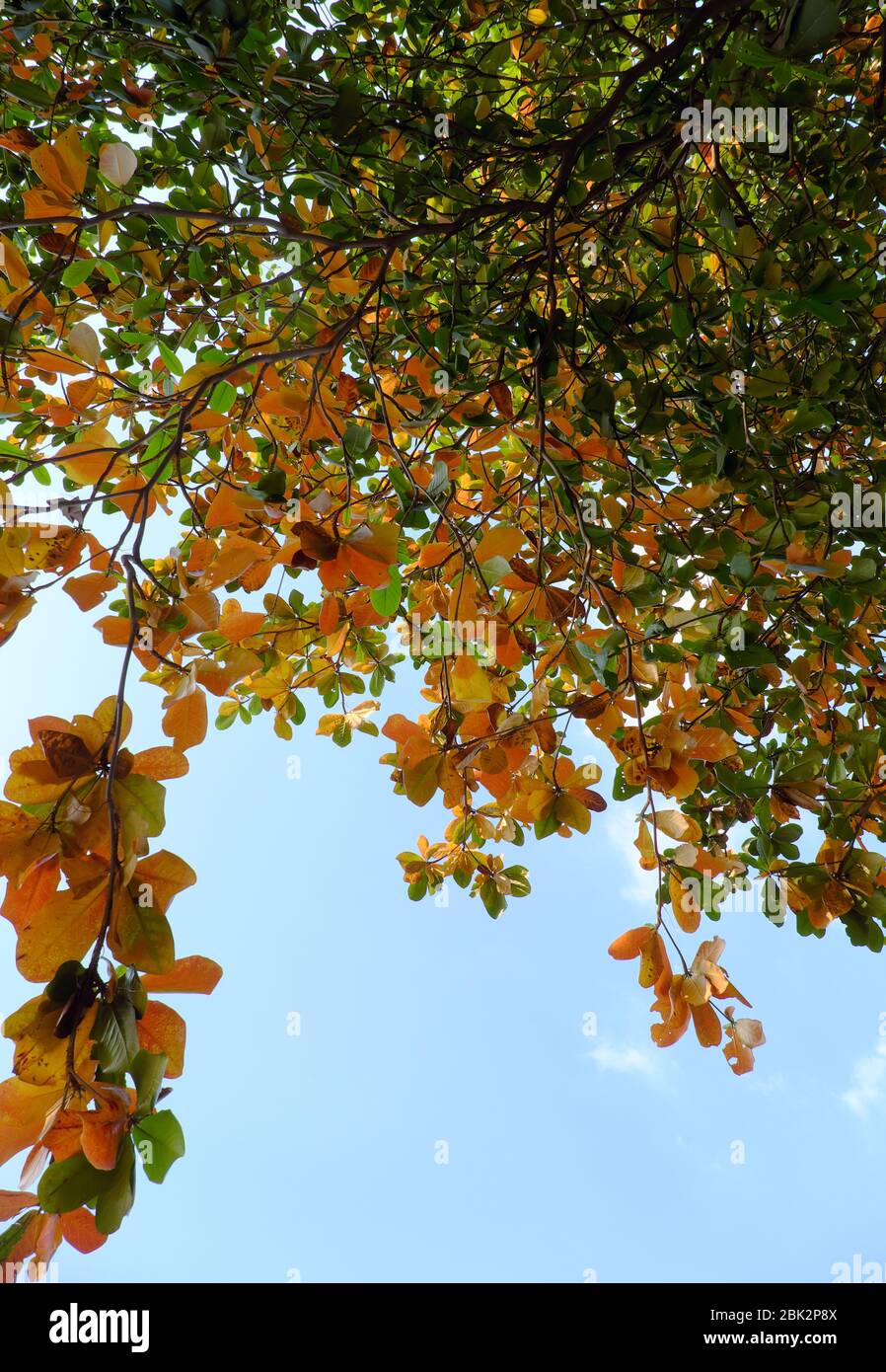 Vista dal basso ramo di Terminalia catappa con il cambio di foglia rossa da inverno, bella natura stagionale di giorno a ho chi Minh città, Vietnam Foto Stock