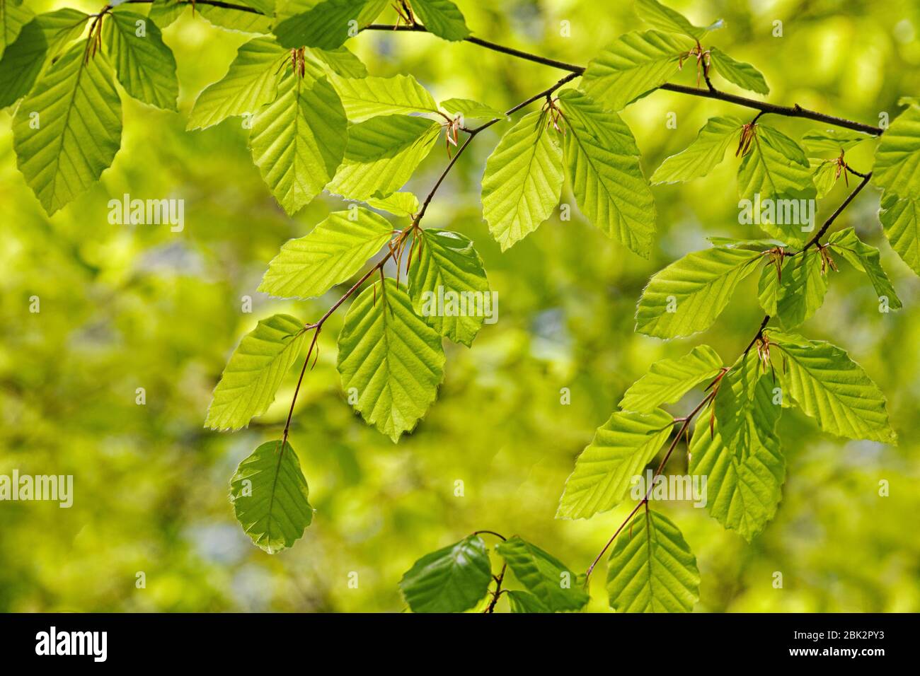 Le foglie di faggio primaverile, verdi e vivaci, riempiono il telaio. Foto Stock