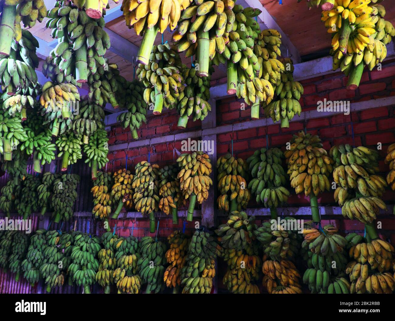 Molti mazzo di banane appendere al muro all'interno del fienile prodotto agricolo per la vendita, frutta tropicale vietnamita come banana è popolare per il mercato Foto Stock