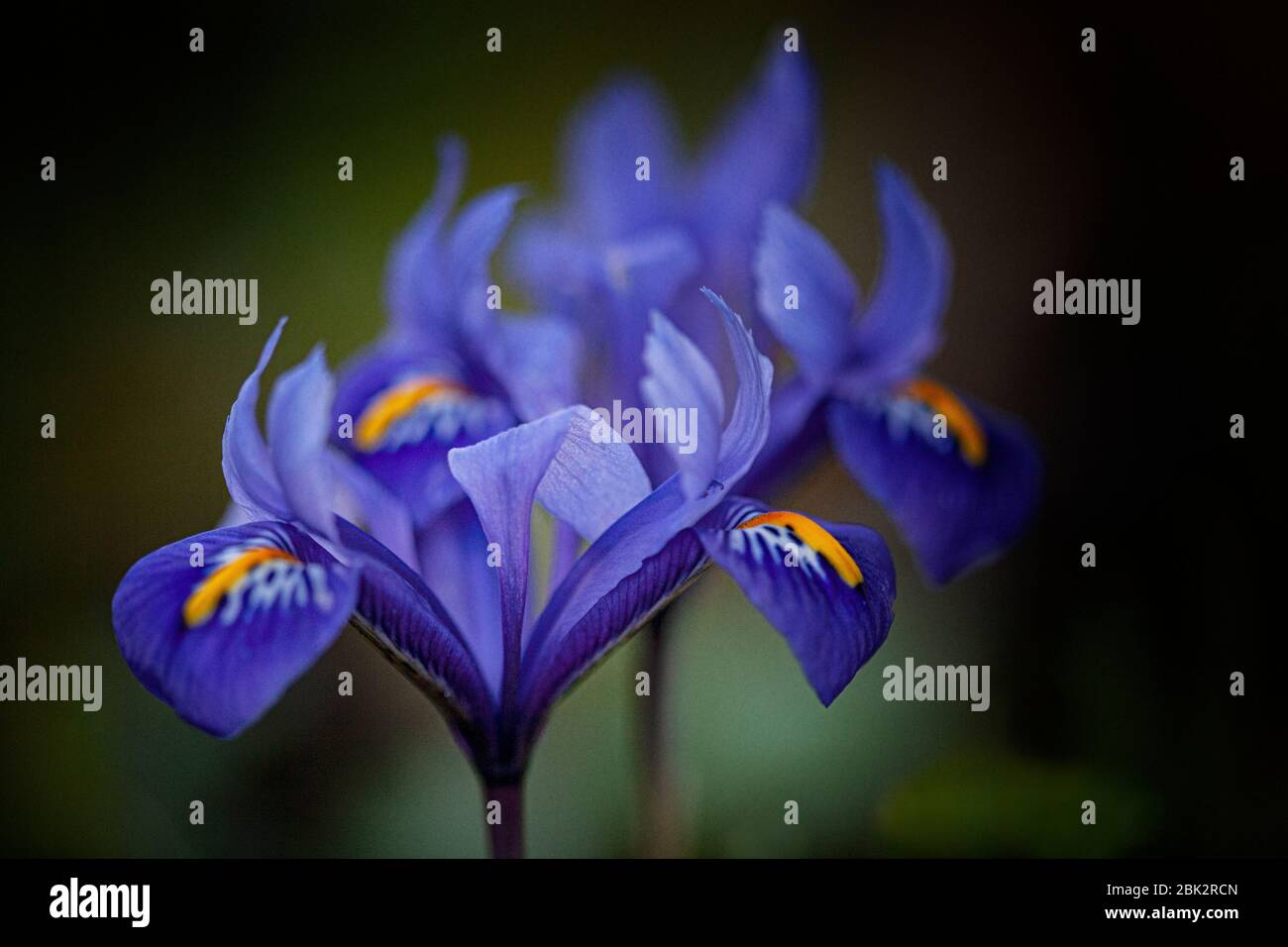 Un trio di fiori di iride che sbiadiscono a fuoco in uno sfondo sfocato con il fiore di iride in primo piano a fuoco vivo. Foto Stock