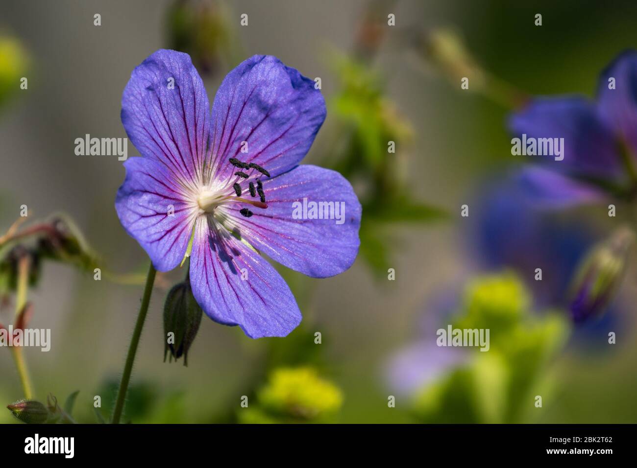fiore viola del becco di cicogna scatto di dettaglio Foto Stock