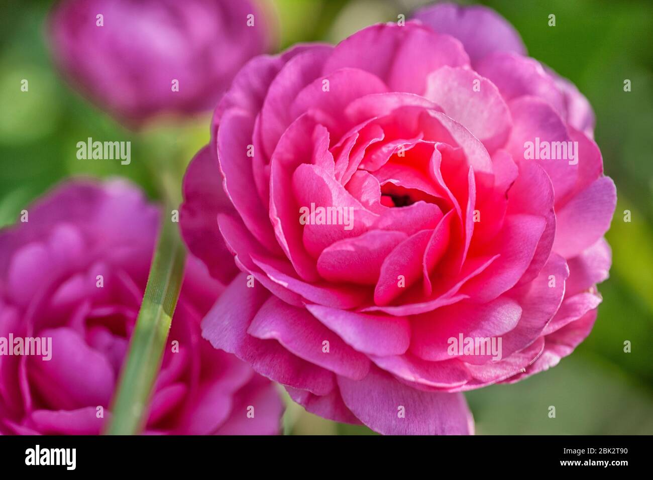Un ramo di pino scozzese con cono di pino in primo piano con sfocatura dei rami che si muovono nel vento sullo sfondo. Foto Stock