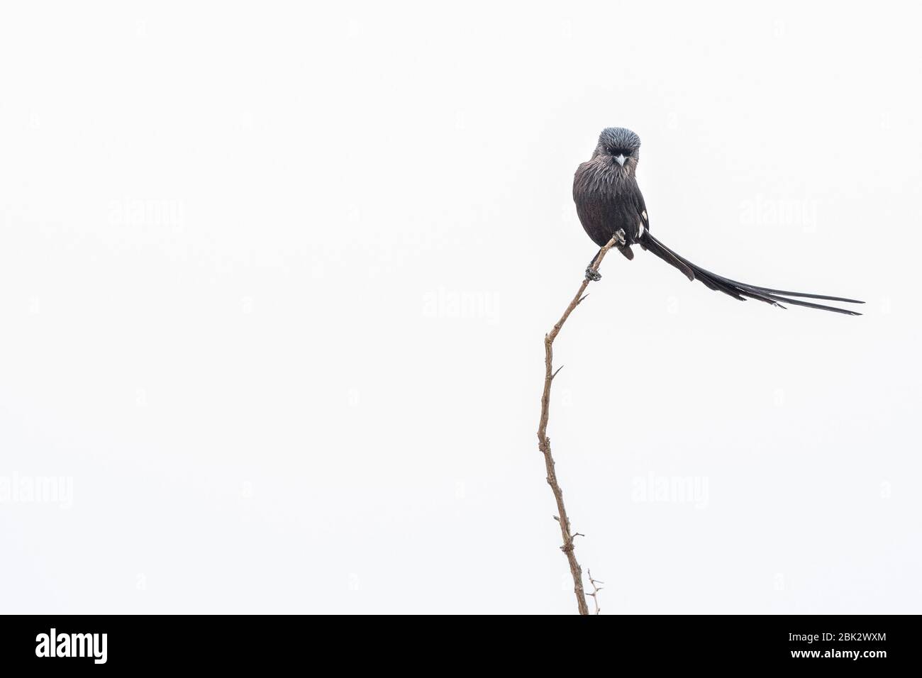 Corvinella melanoleuca uccello di Shrike longtailed nel parco di kruger sud africa Foto Stock