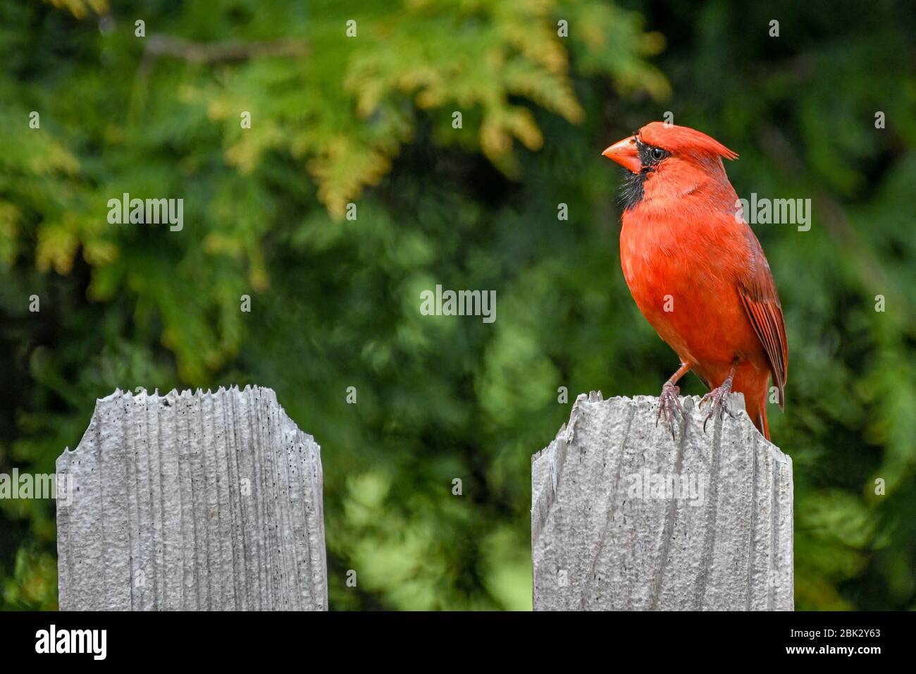 Un maschio rosso brillante Cardinale del Nord Cardinalis cardinalis - arroccato cardinale americano / redbird negli Stati Uniti orientali - uccello rosso su una recinzione Foto Stock