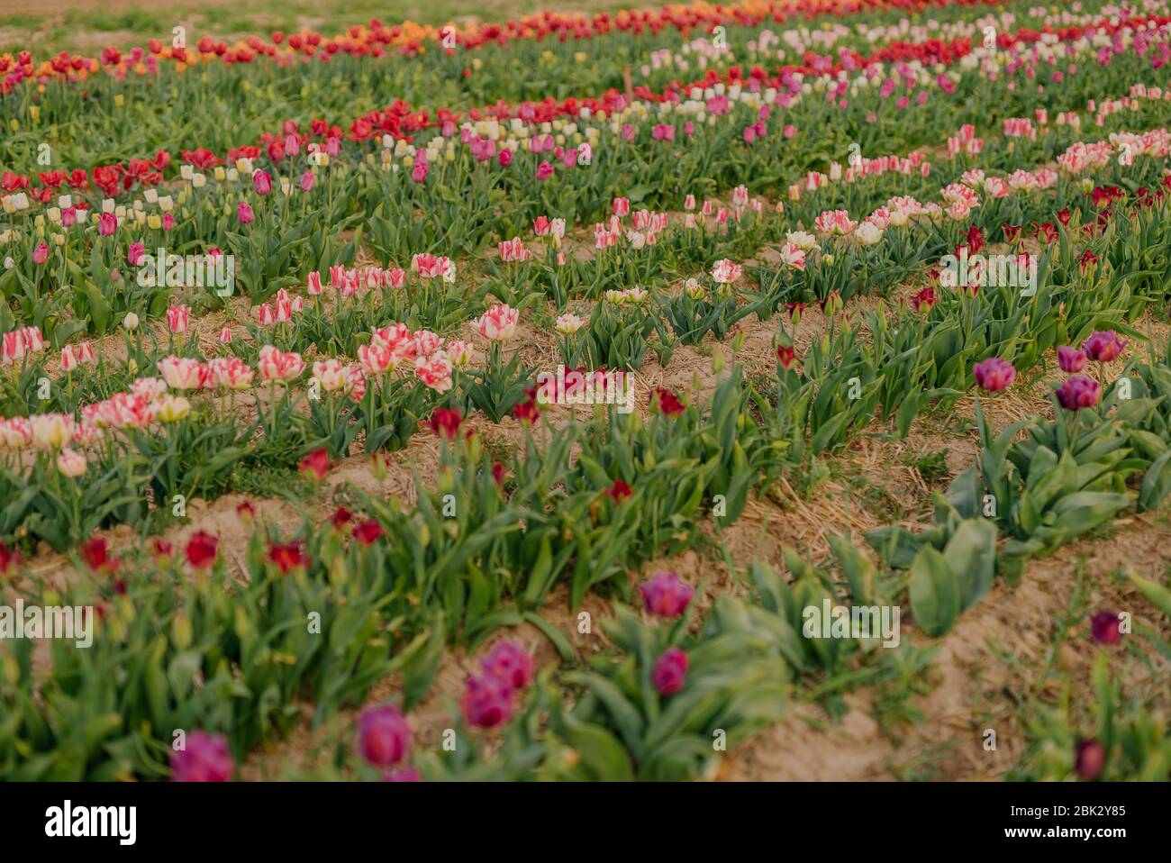 Bella tulipani rossi fioritura su campo Agricoltura Foto Stock