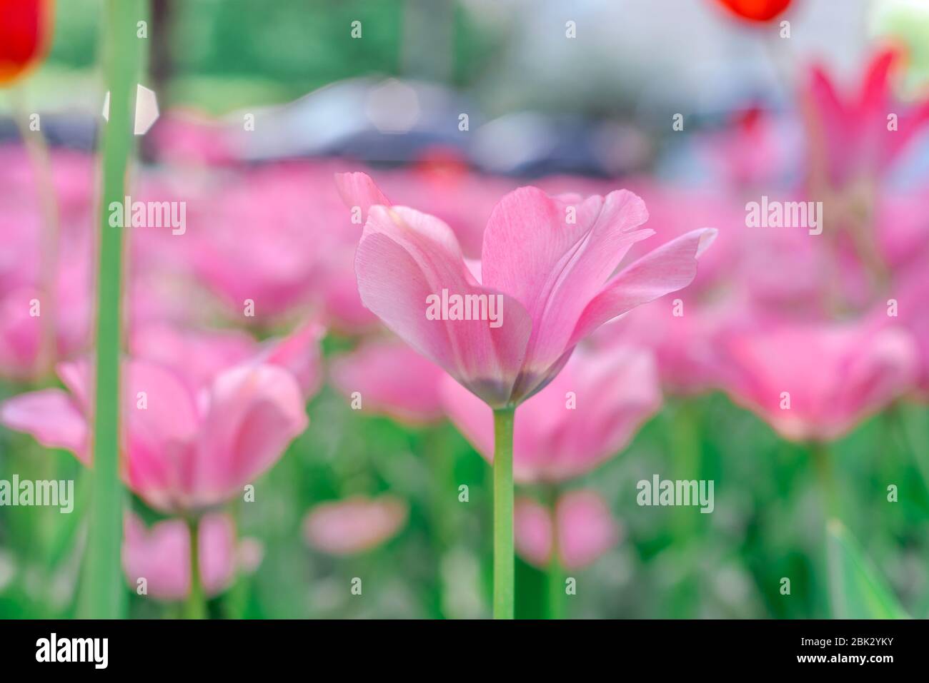 fiori di tulipano primaverile in giardino, atmosfera romantica e sognante, lilla e acqua menthe colori Foto Stock